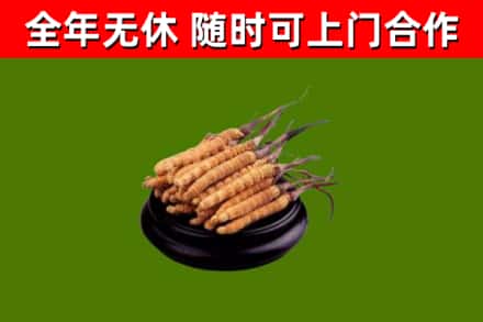 怒江回收散虫草